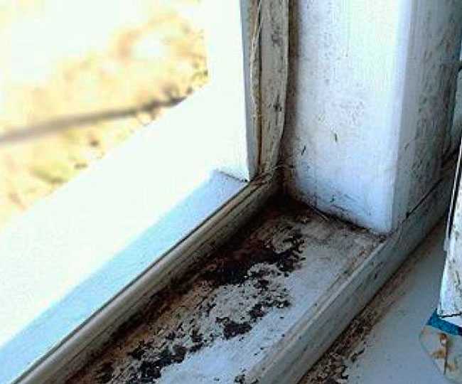 Как избавиться от плесени на окнах, подоконнике и стенах