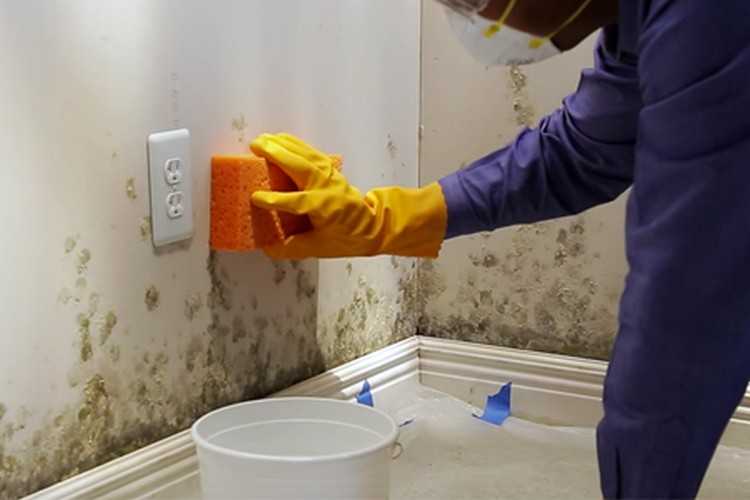 Как удалить плесень со стен в квартире и доме: 25 химических и народных средств