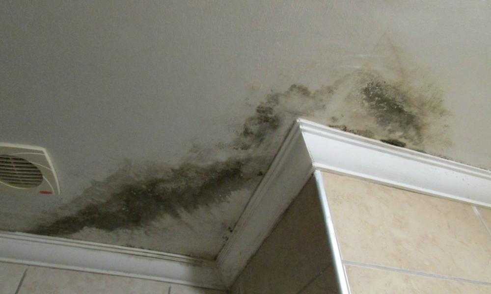 Плесень в ванной на потолке - избавляемся сами