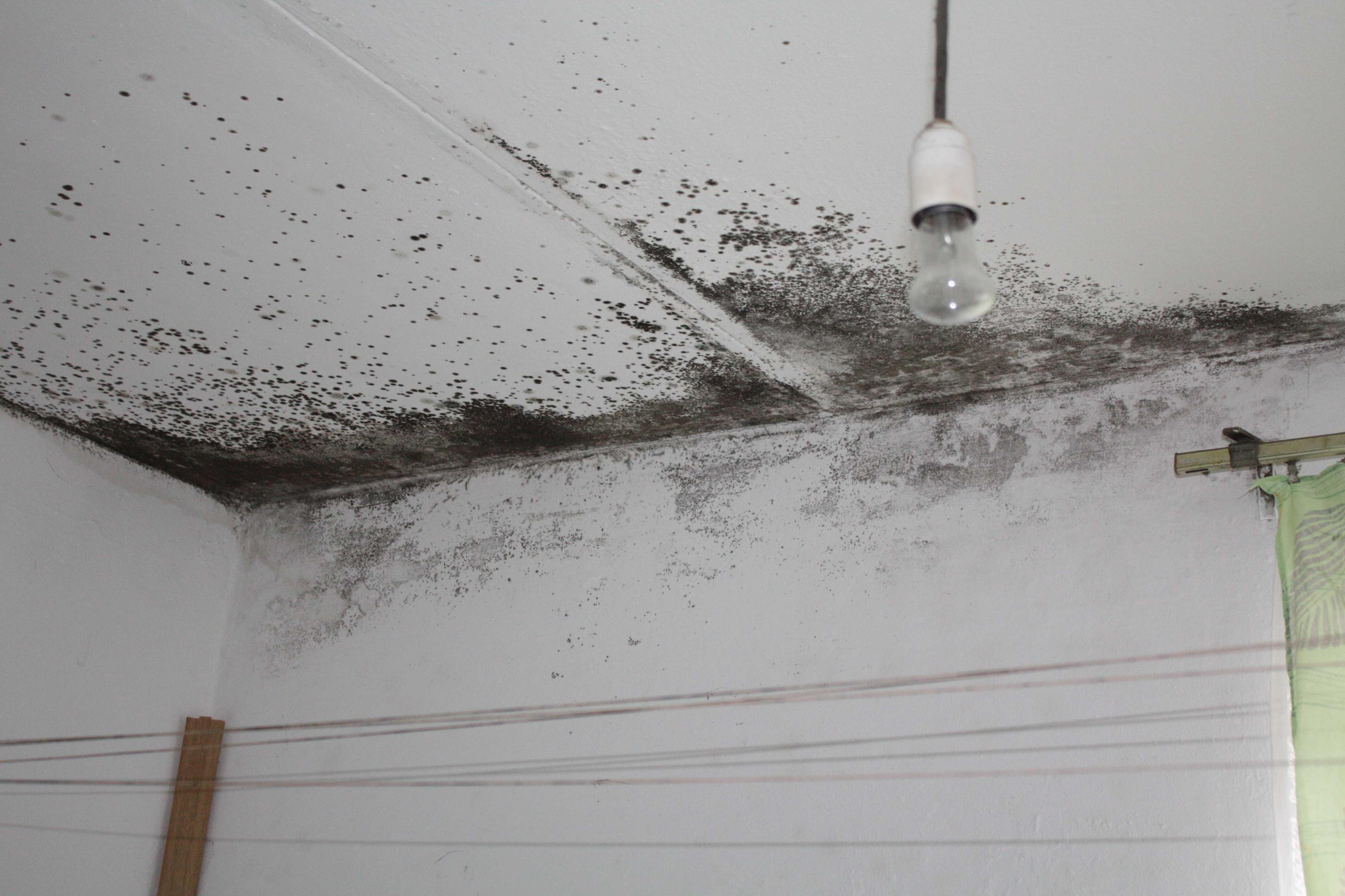 Как избавиться от плесени на потолке: пошаговая инструкция
