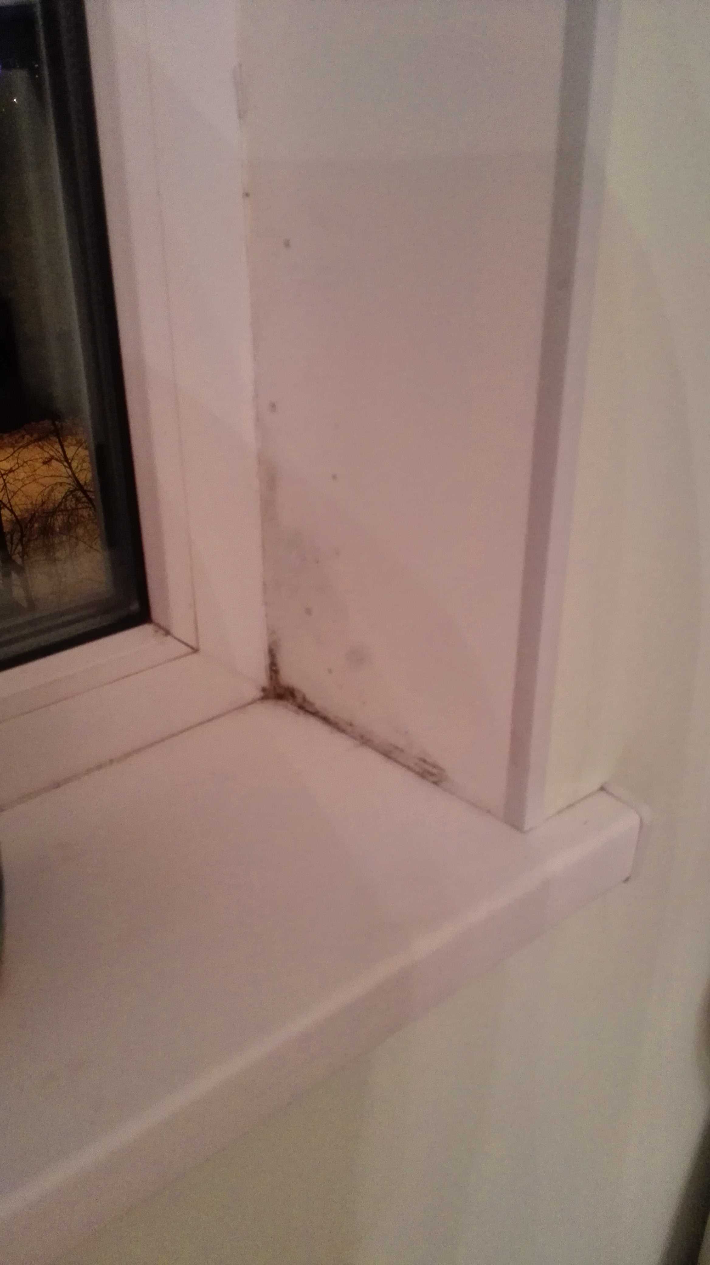 Как устранить и уберечь окна от плесени: практические советы