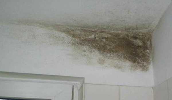 Почему появляется плесень на потолке, и какими способами от нее можно избавиться