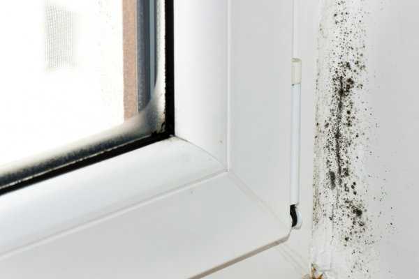Плесень на пластиковых окнах: причины | средства от грибка на откосах окна