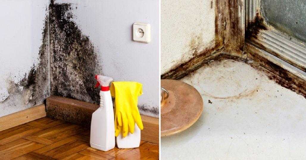 Как вывести грибок и плесень со стен квартиры или дома