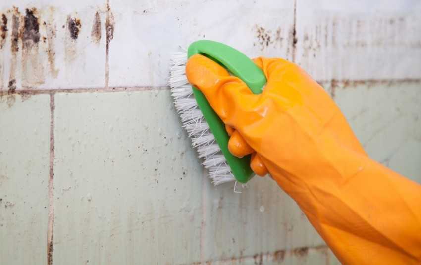Как самостоятельно вывести и отмыть плесень со стен в своем доме
