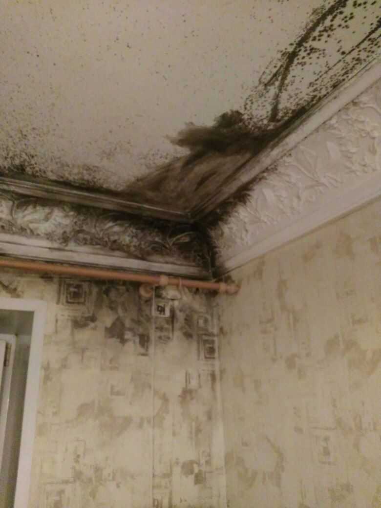 Чем обработать потолок в ванной от плесени - всё о ремонте потолка