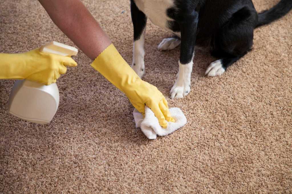 Как почистить ковролин в домашних условиях быстро и эффективно