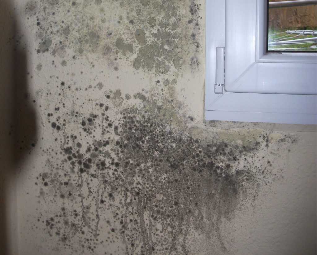 Как избавиться от конденсата в бетонном погребе или подвале