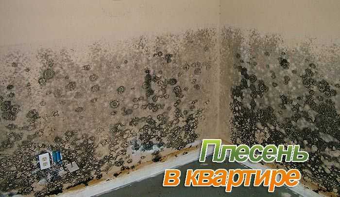 Как вывести плесень и грибок на стенах в квартире? как вывести плесень со стен в квартире народными или специальными средствами?