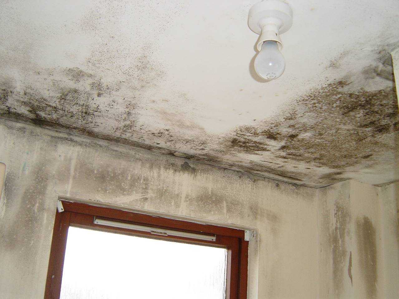 Как избавиться от плесени и грибка на стенах в квартире или доме