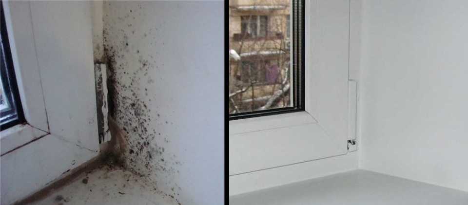 Как вывести плесень на пластиковых окнах / как избавится от насекомых в квартире
