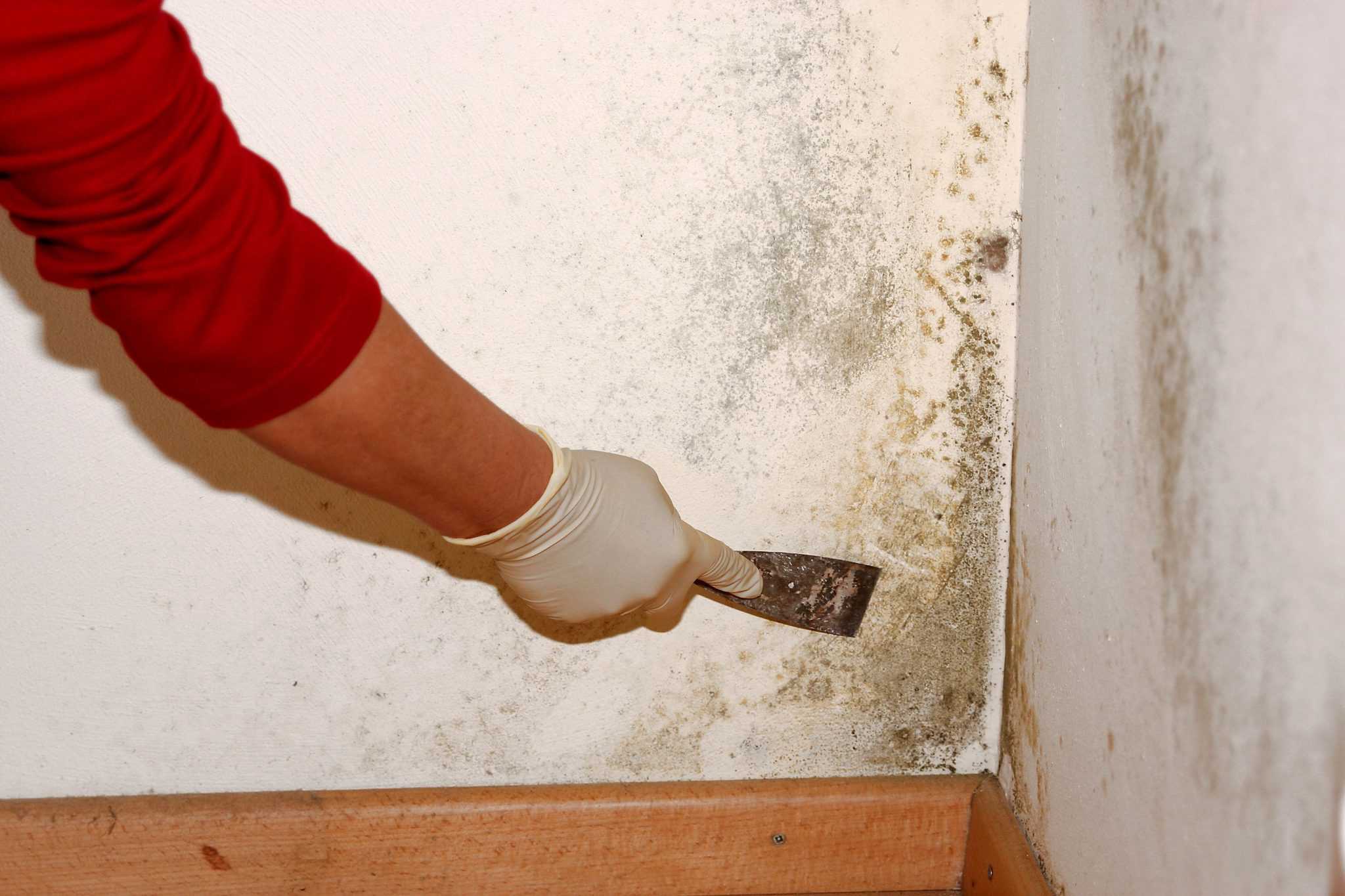 Как вывести плесень и грибок на стенах в квартире?