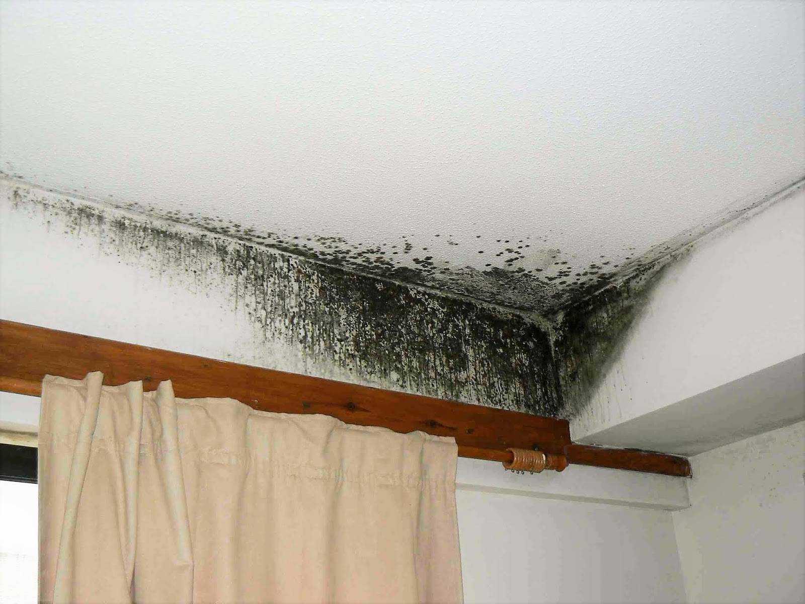 Грибок на потолке в ванной как избавиться: плесень и как с ней бороться в квартире, как убрать если покрылся, обработка в комнате и удаление медным купоросом