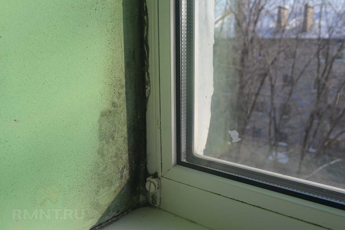 Как бороться с плесенью на окнах, причины возникновения, средства от плесени на окнах