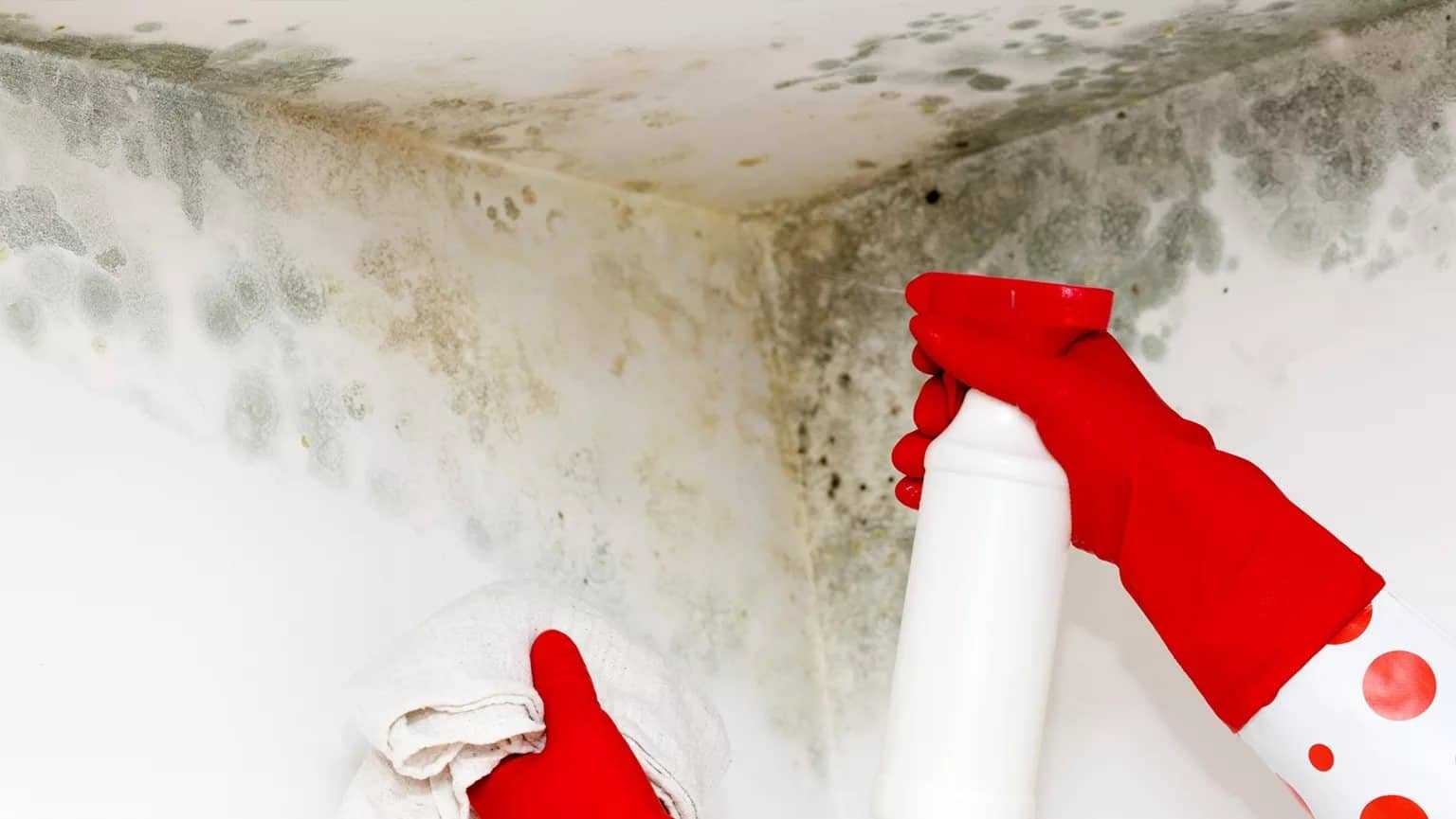Плесень в ванной на потолке: как убрать, вывести, чем обработать, как бороться самостоятельно